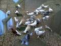 Guvercin/takla/pigeons/duiven/Aksehir/Gouda/Hollanda/miski/