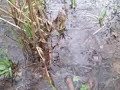 Rainy Oregon walk Rainy Oregon walk