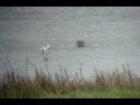 avocet at colyford common Devon avocet at colyford common Devon