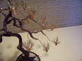Bonsai Tree Sculpture #64 by Jim Shull