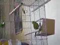 Undulaatti päivitys nro. 1 / Budgie Update #1