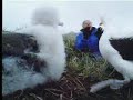 Nature of wandering Albatross birds - David Attenborough - BBC wildlife