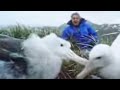 Nature of wandering Albatross birds - David Attenborough - BBC wildlife