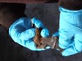 White-Nose Syndrome in Bats