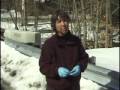 White-Nose Syndrome in Bats