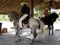videos de CABALLOS BAILADORES - REGIONAL