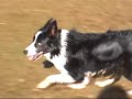 Hob Nob Farm border collies at play
