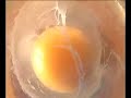 egg mover