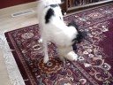 papillon dog