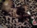 drunken stella cat