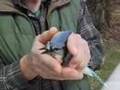 Alex's Blue Jay (Cyanocitta cristata)