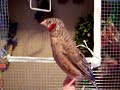 Talking Bird