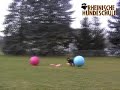 Treibball Rheinische Hundeschule - Anita