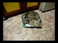 Cat Inside (Кот внутри)