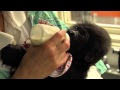 Baby Gorilla Surrogate Moms - Cincinnati Zoo - YouTube
