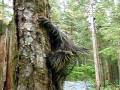 videos de Pricky Porcupine.AVI