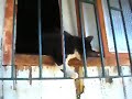 FANNY CAT TURDUS THRUSH BIRDS  ?-