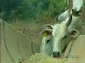 Nelore Brasil: Confira o manejo da Arrossensal Agropecu�ria,