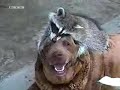 Los animales mas divertidos y traviesos
