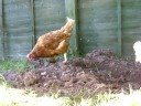 My ex batt hens My ex batt hens
