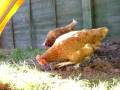 My ex batt hens