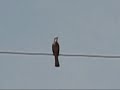 Mockingbird's Song