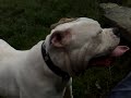 Beth is knackered! www.bigamericanbulldogs.com