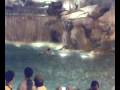 videos de esibizionista nella fontana di trevi