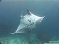 Manta Point, Bali