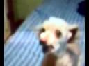Chiwawa rap Chiwawa rap