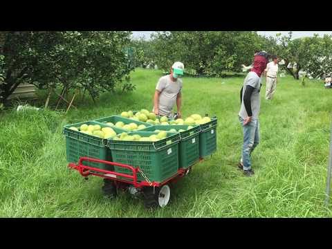 啟發牌CF-720輪式搬運車果園載運實況