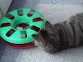 My funny cats 1