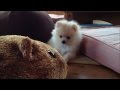 赤ちゃんポメラニアン Pomeranian baby