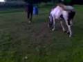 videos de striker pica 002.3gp