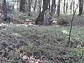 Za Beast Behind The Tree
