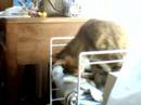 Missy eating yougart