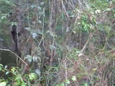 Morador da floresta capturando um porco do mato - na RESEX do Riozinho do Anfrisio- Amazônia