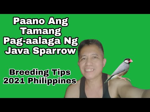Paano  Ang Tamang Pag-aalaga Ng Java Sparrow Breeding Tips 2021 Philippines