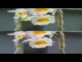 Higher resolution 1080P version of previous 720P 3D video; www.youtube.com Uploaded file : 1920x540 Over/Under mp4 file (25 Mbps) Original are R/L separate HDV files of 1440x1080 (25 Mbps) Direct link to the HD playback ; www.youtube.com Music is licensed through Music Loops.