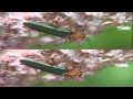 3D Waltz of the Flowers ( yt3d 1080P HD Test)