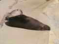 Taronga Zoo: We Believe