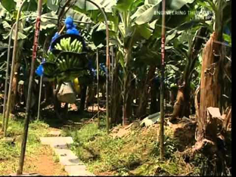 banana - A brief look at how the humble banana is grown in a Costa Rican field - as well as the harvesting, treatment, packing and the transporting processes involved...