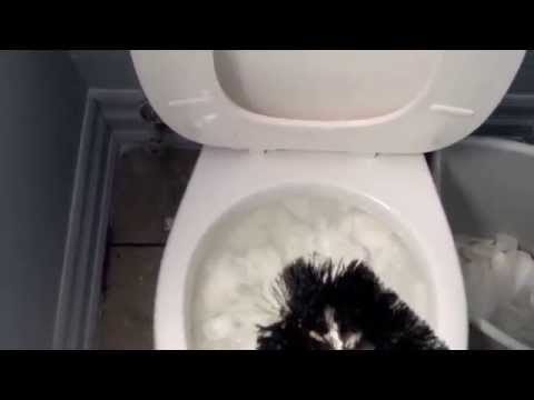 how to unclog a toilet with just a plunger