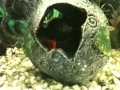 36 litre fish tank