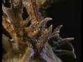 Legendary Whitetails Monster Buck Mossy Horns - RARE hunting