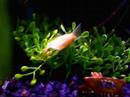 Guppy Rockstar