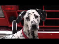 Wilshire Fire Dog: from deaths door to national hero