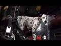 Wilshire Fire Dog: from deaths door to national hero