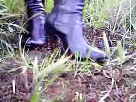 bbw trample