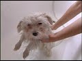 my first bath   sasha